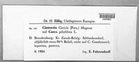 Anthracoidea caricis image